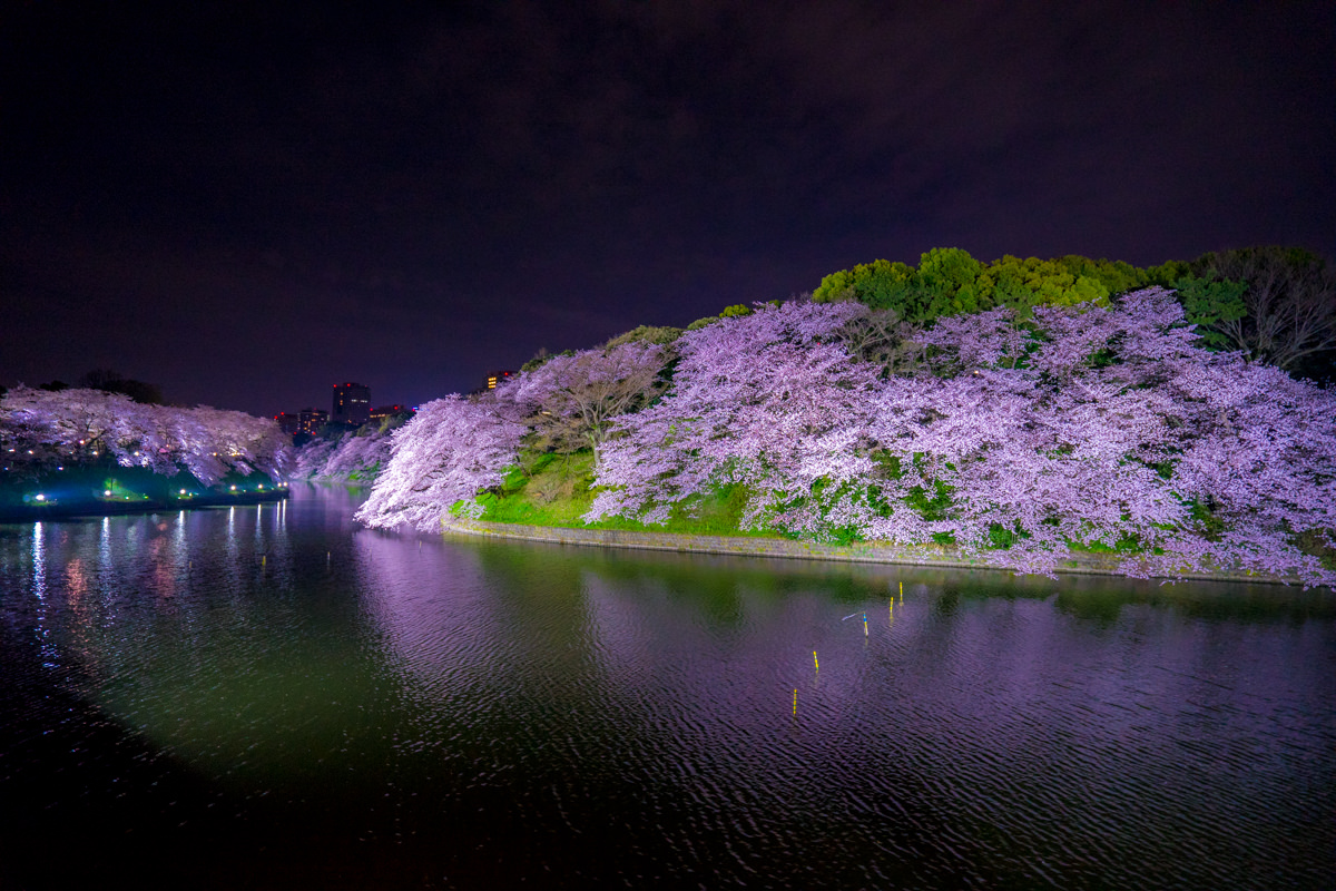 OZPAの表4 | あまりに幻想的…！桜の名所、千鳥ヶ淵緑道の「夜桜ライト
